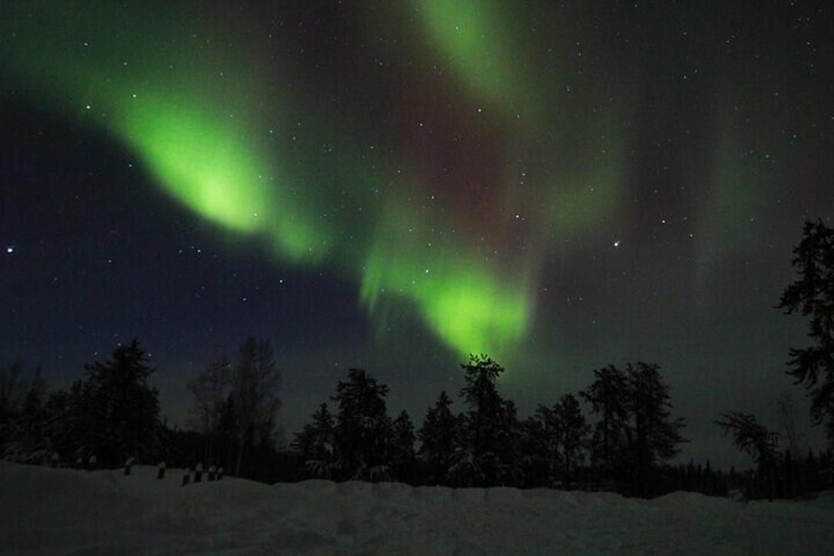 ein Polarlicht am Himmel über Bäumen und Schnee