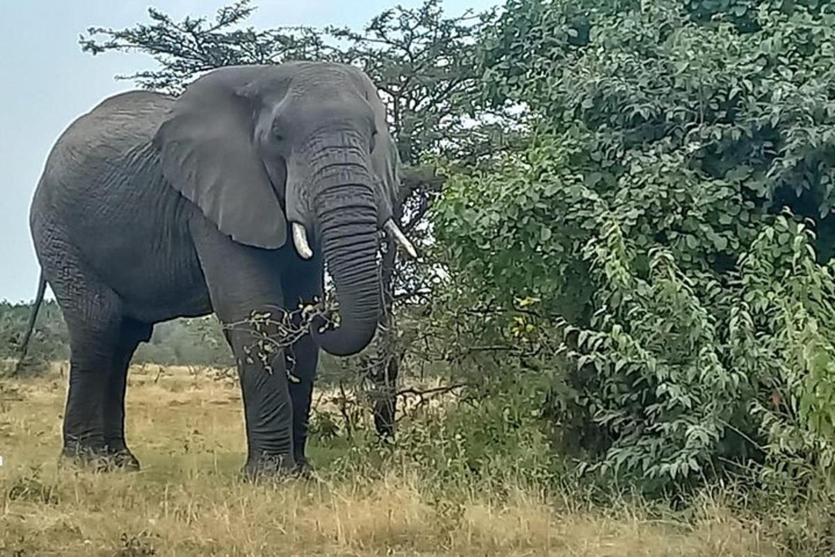 un elefant stând lângă un copac într-un câmp