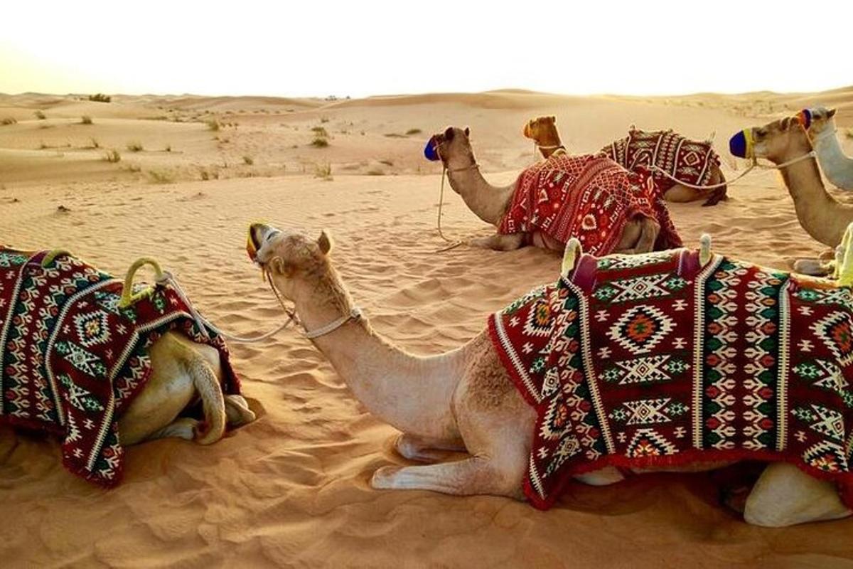 un gruppo di cammelli seduti nel deserto