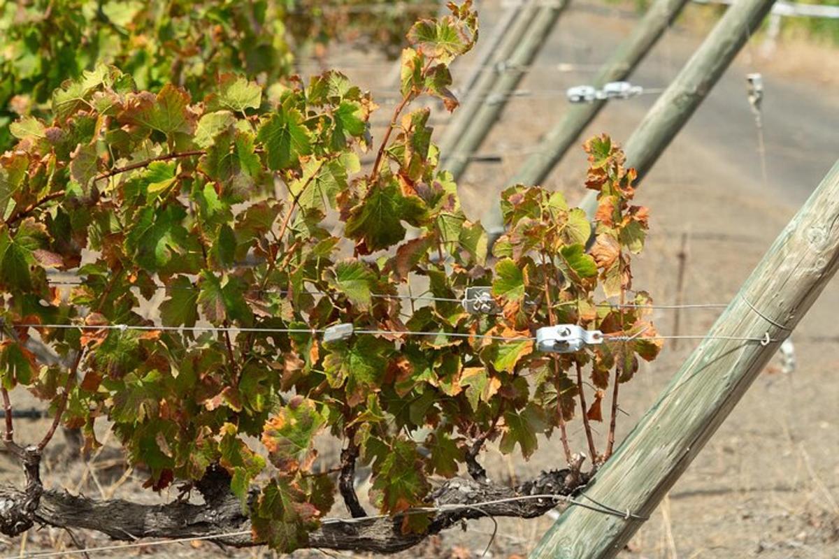 planta sem vex innan vírgirðingar