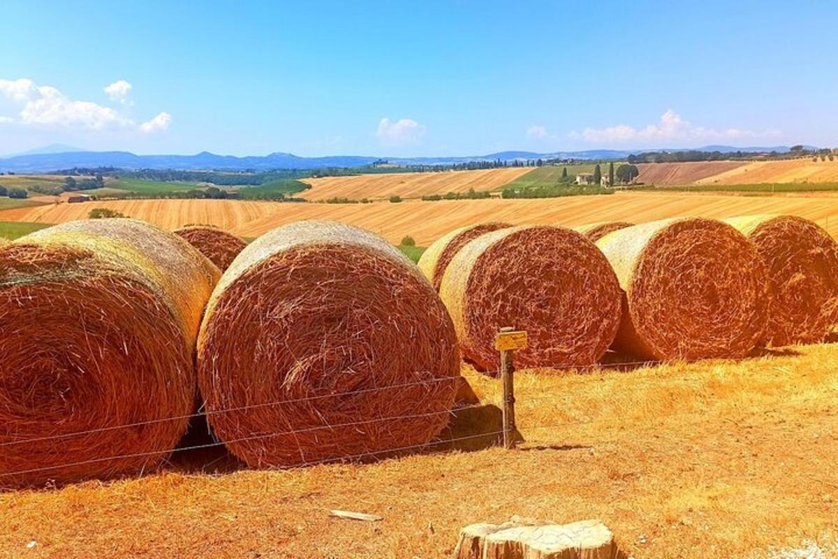 kup bal sena, ki leži na polju