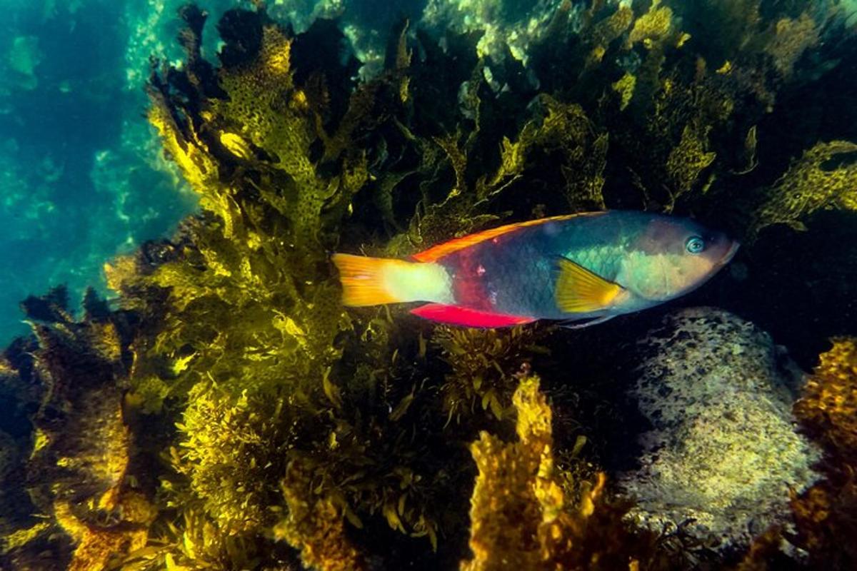 ein bunter Fisch schwimmt im Wasser