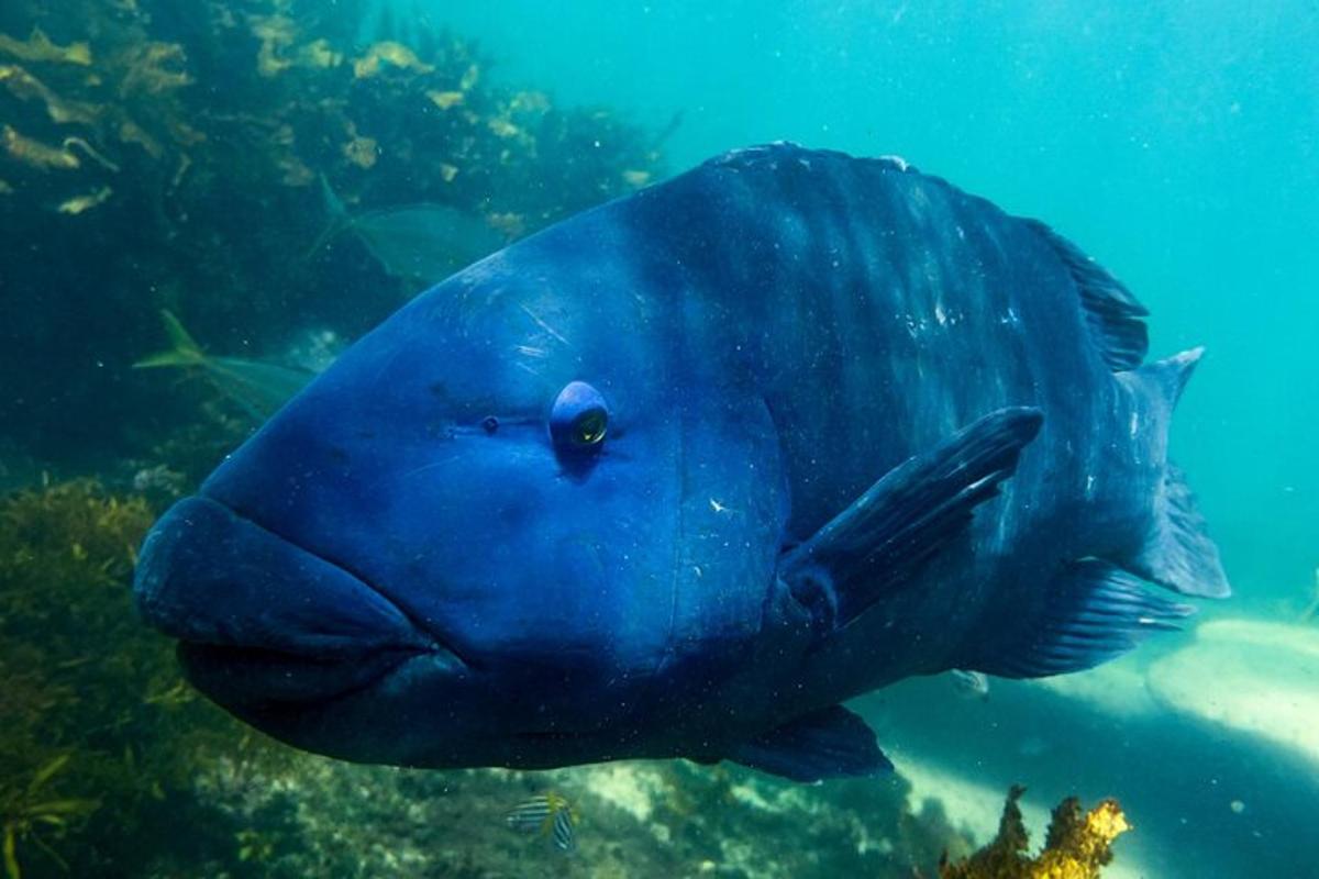 ein blauer Fisch schwimmt im Wasser