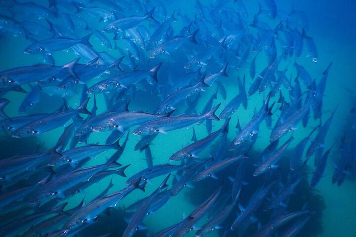 eine große Gruppe von Fischen, die im Ozean schwimmen