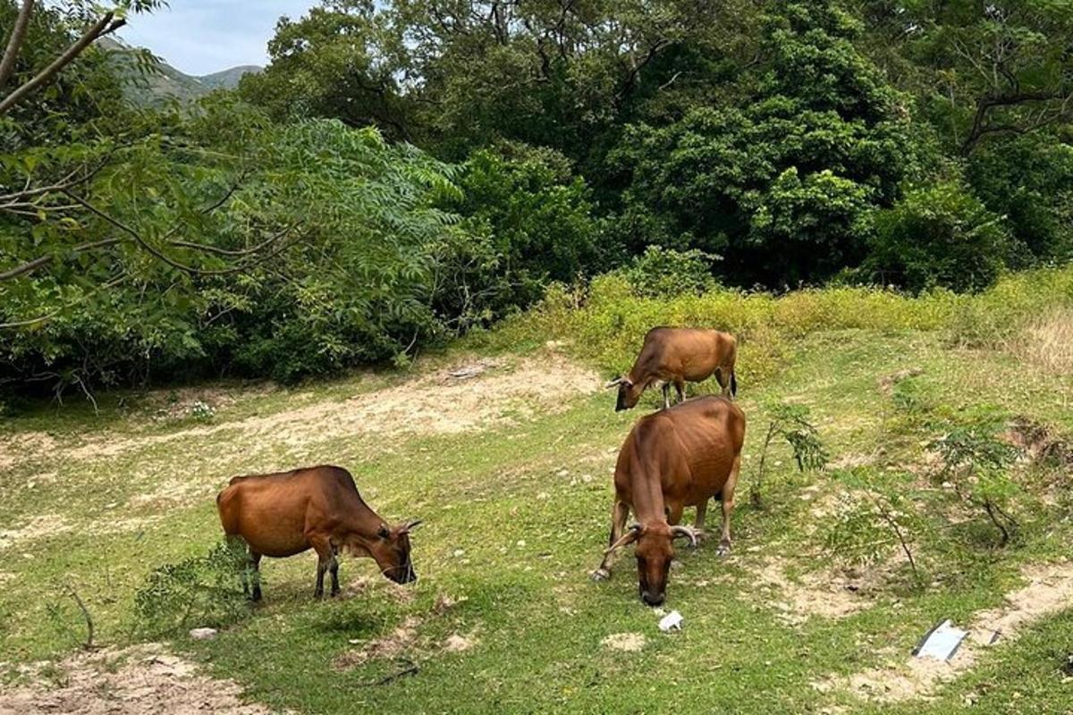três vacas marrons pastando em uma colina gramada