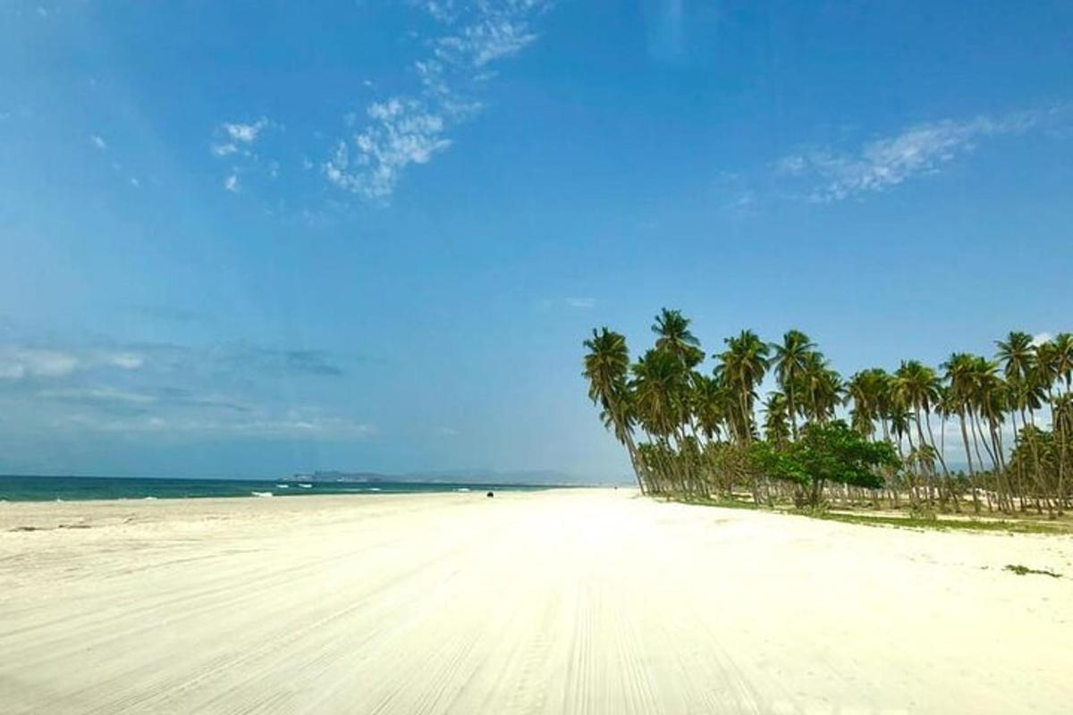 a view of a beach with palm trees on it