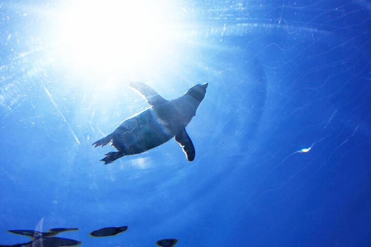 a sea turtle swimming in the water with the sun shining