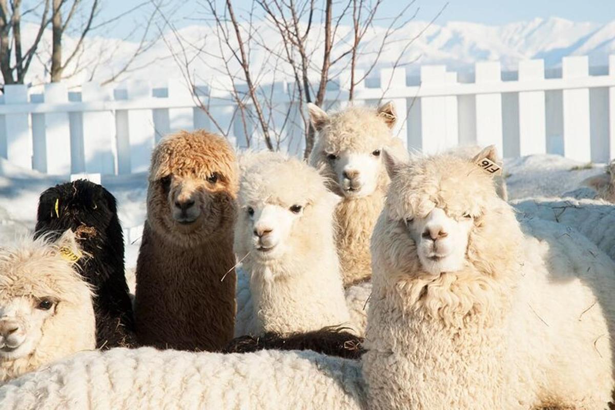 a herd of sheep standing next to a white fence