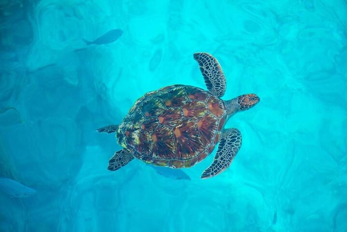 a green sea turtle swimming in the water