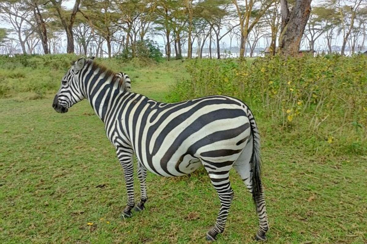 egy zebra áll a fűben egy mezőn