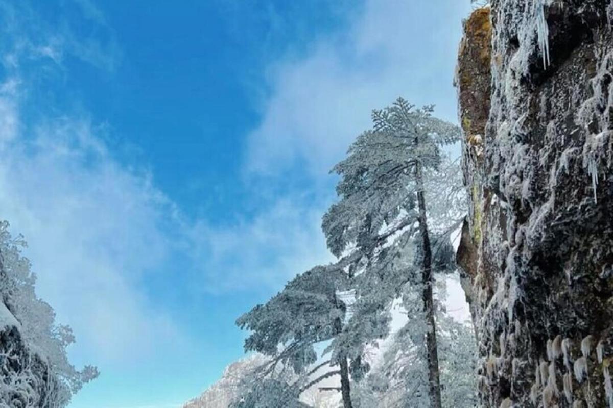 a tree on the side of a mountain