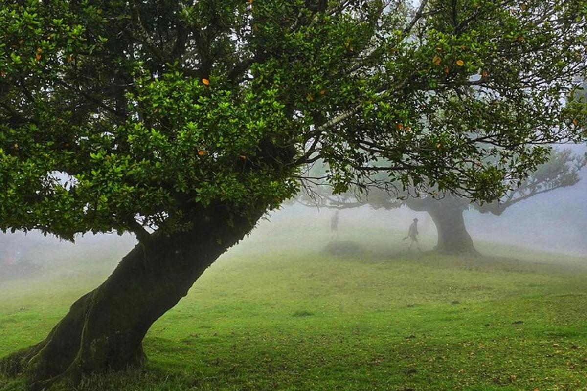 uma pessoa caminhando na neblina sob duas árvores