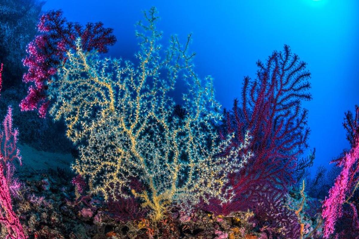 un gruppo di alberi con foglie di colori diversi