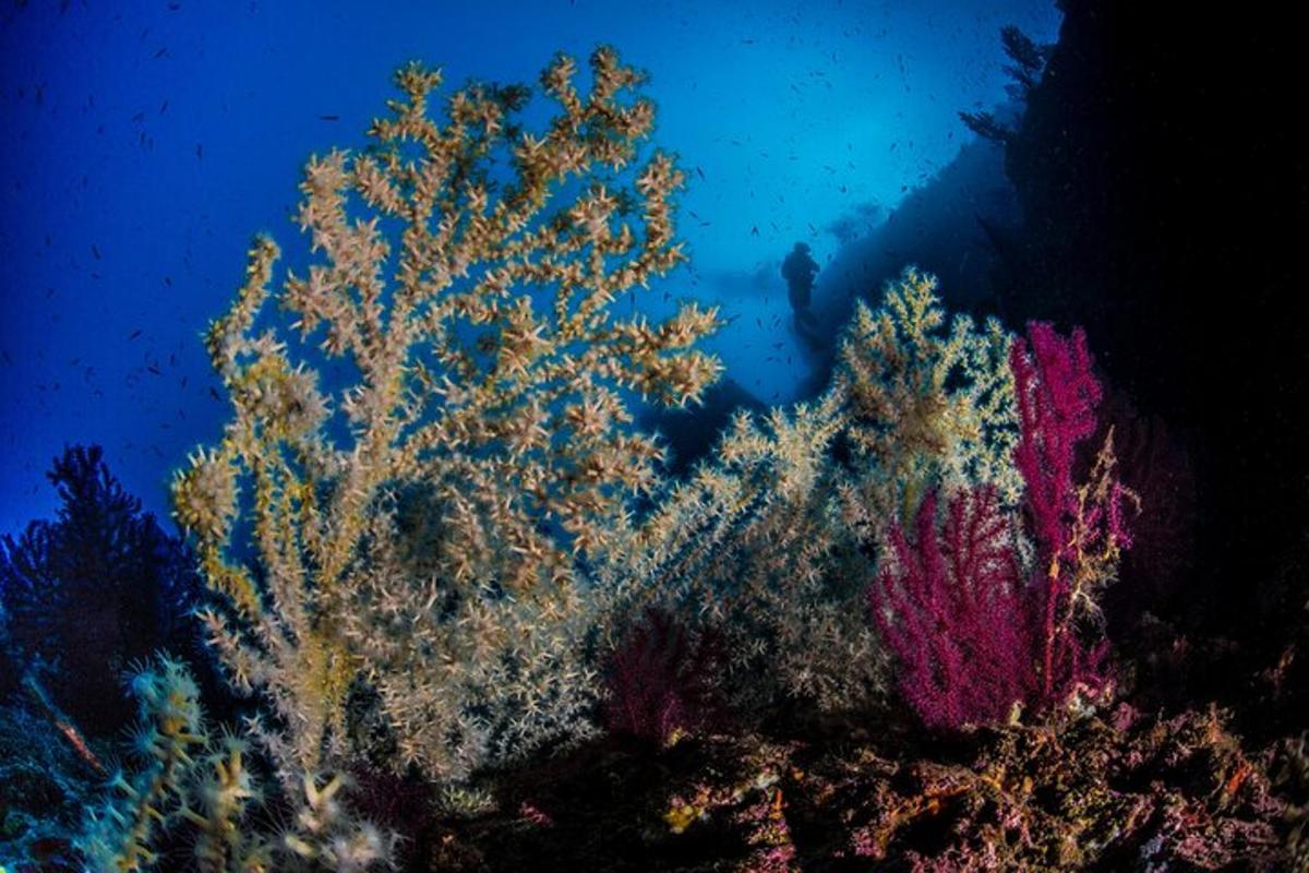 una barriera corallina con un subacqueo sullo sfondo