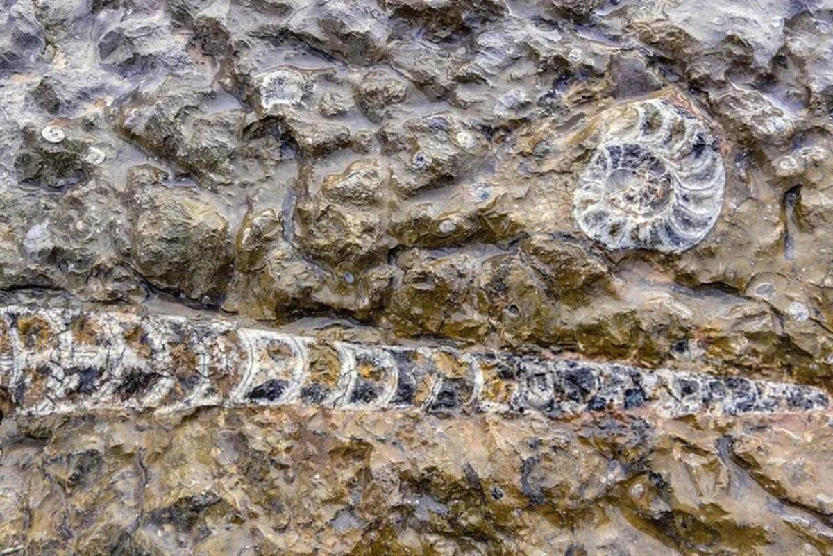 an animal footprint on a rock in the water