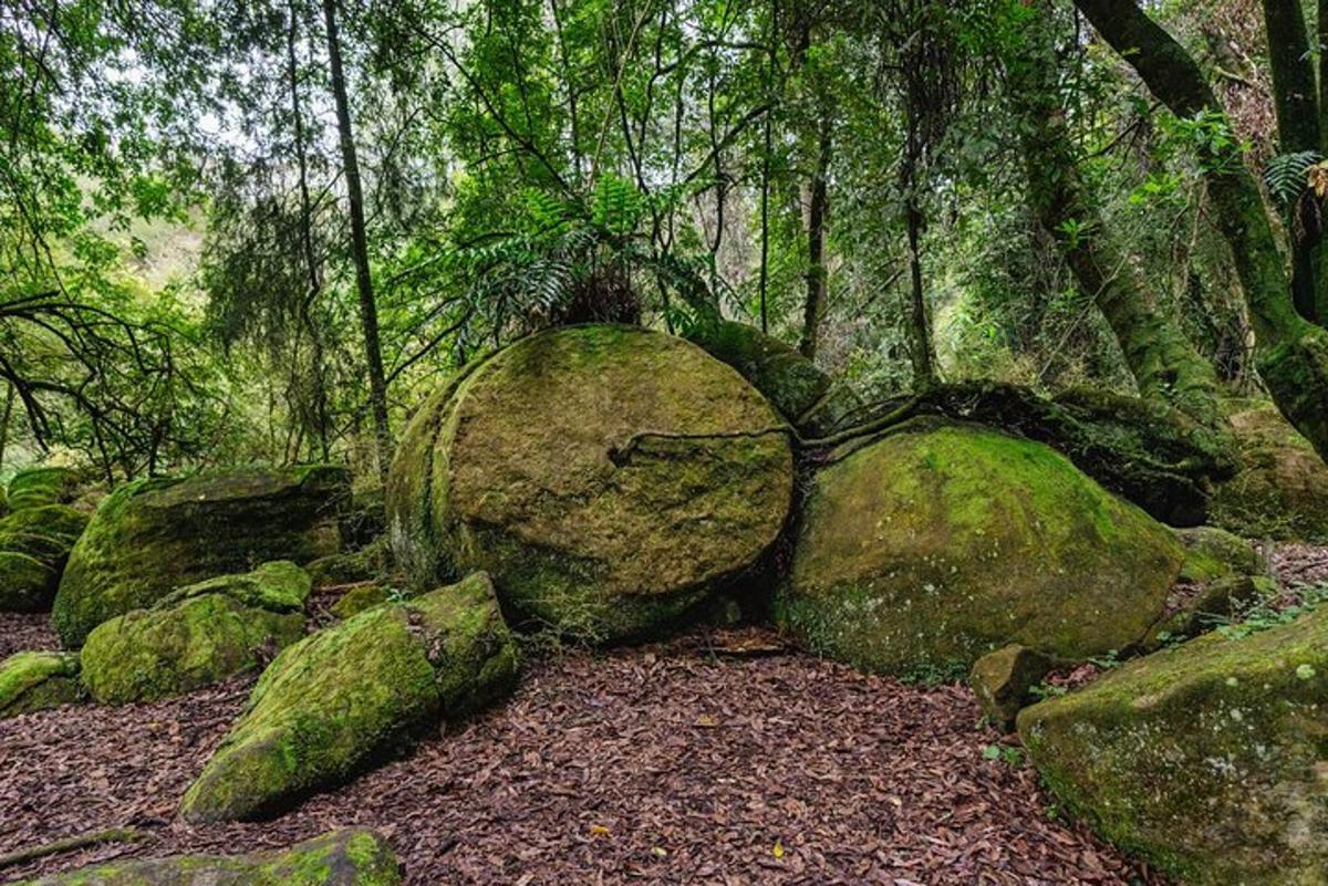 eine Gruppe moosbedeckter Felsen in einem Wald