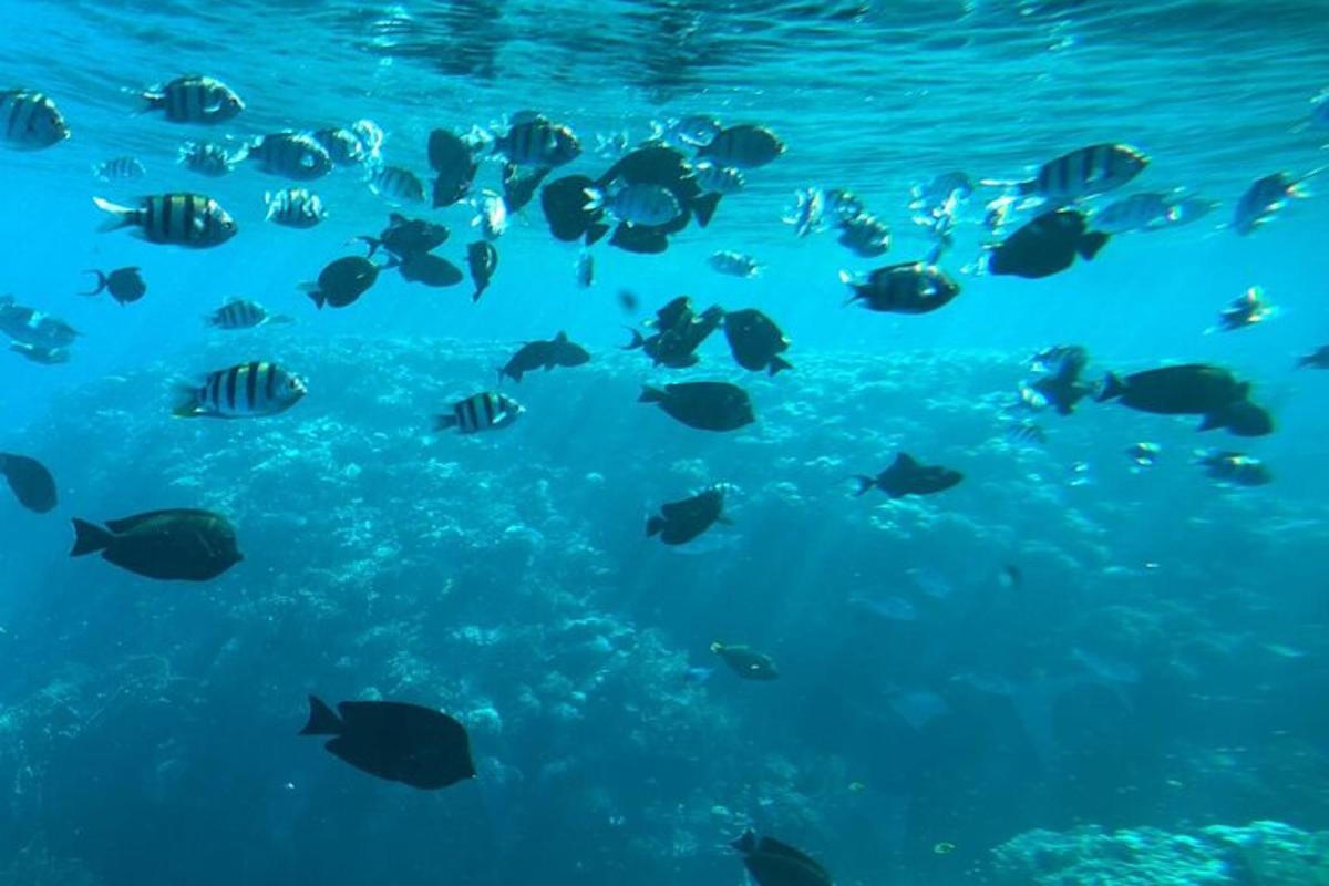 un gruppo di pesci che nuotano nell'acqua