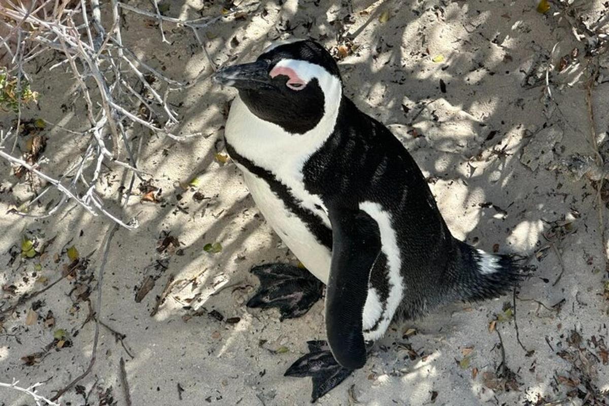 ein Pinguin, der mit offenem Maul auf dem Sand sitzt