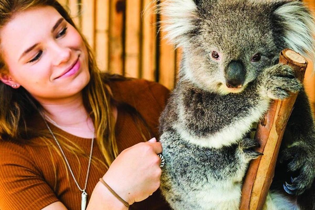 naine hoiab süles koalat