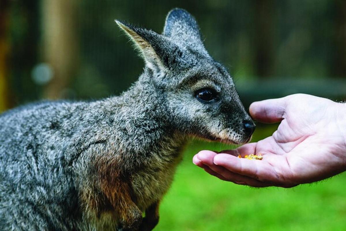 una persona che nutre un cucciolo di canguro dalla mano di un'altra persona
