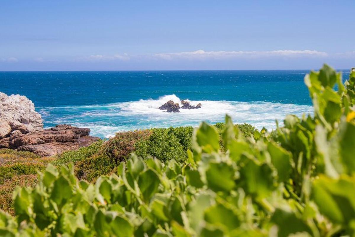 Una vista del océano desde un campo de plantas.