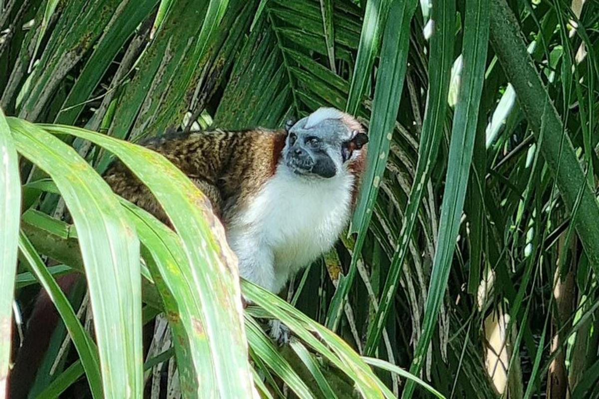 um macaco está sentado em uma palmeira