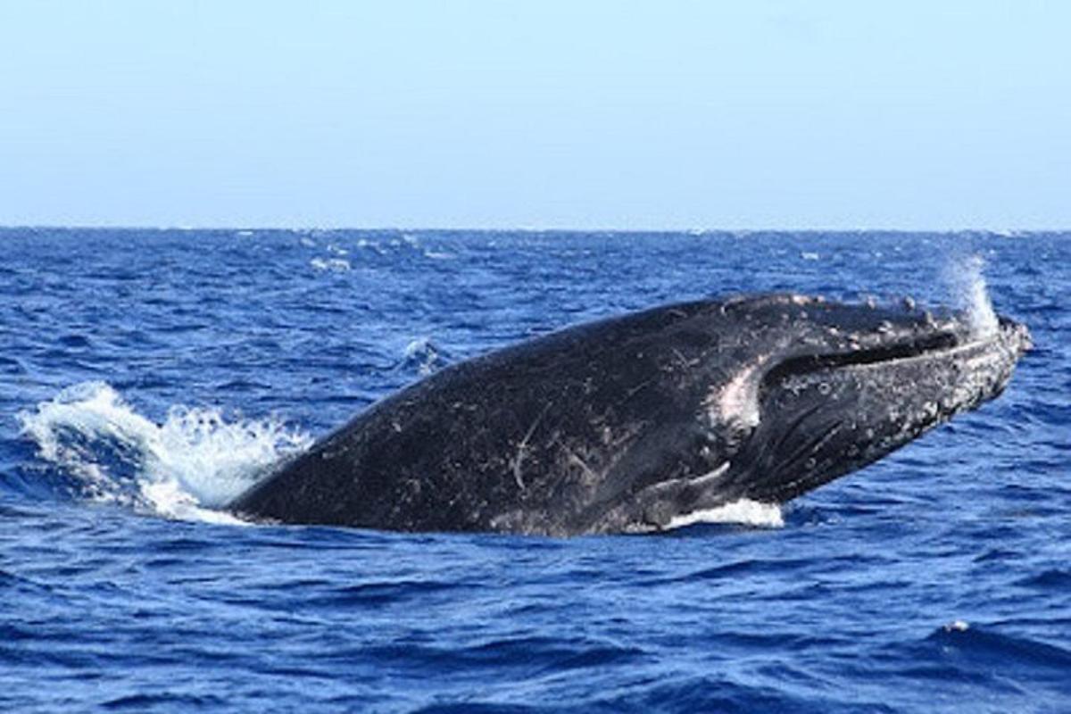 a whale in the ocean with its mouth open