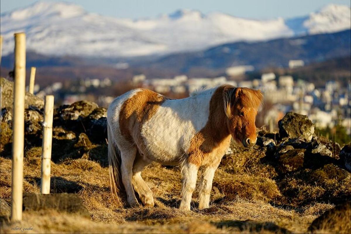 Un poni marrón y blanco parado en la cima de una colina
