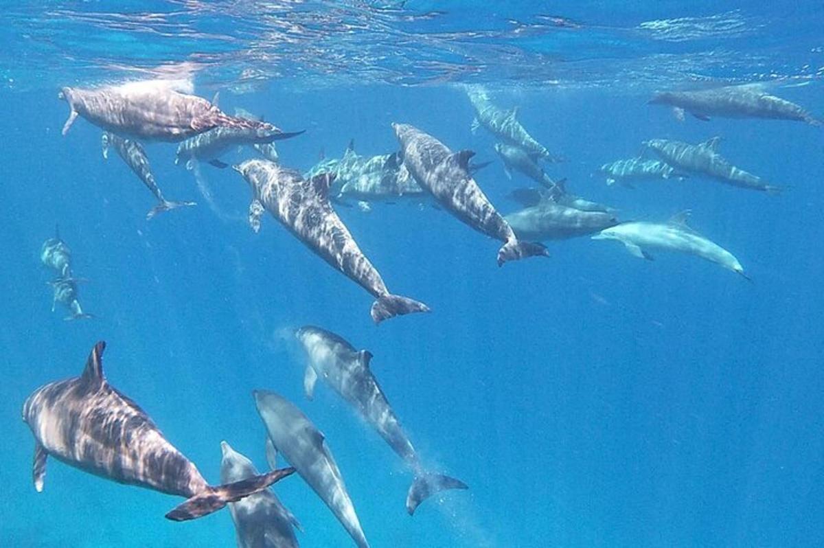 un grupo de delfines nadando en el agua