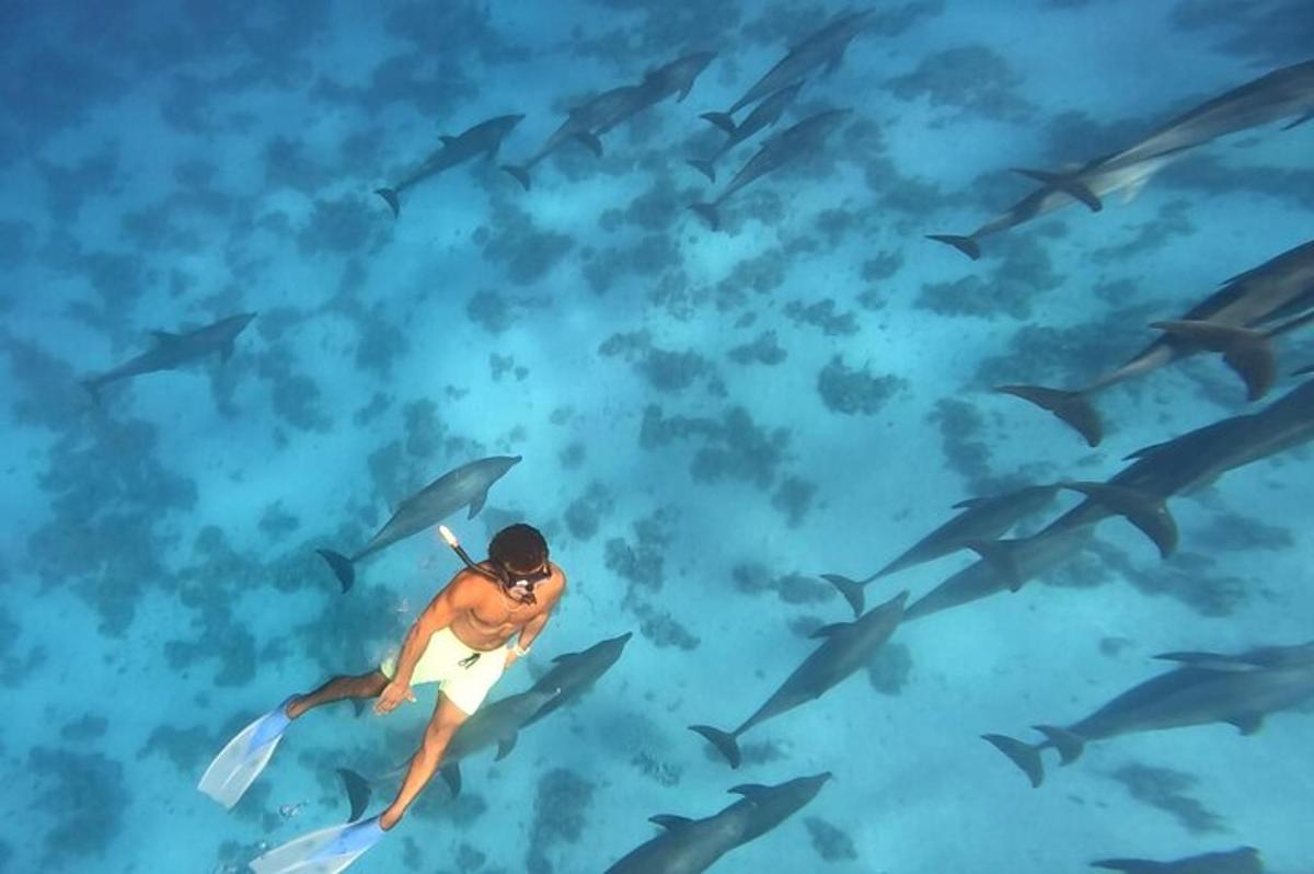 Un hombre nadando en el océano con una manada de tiburones