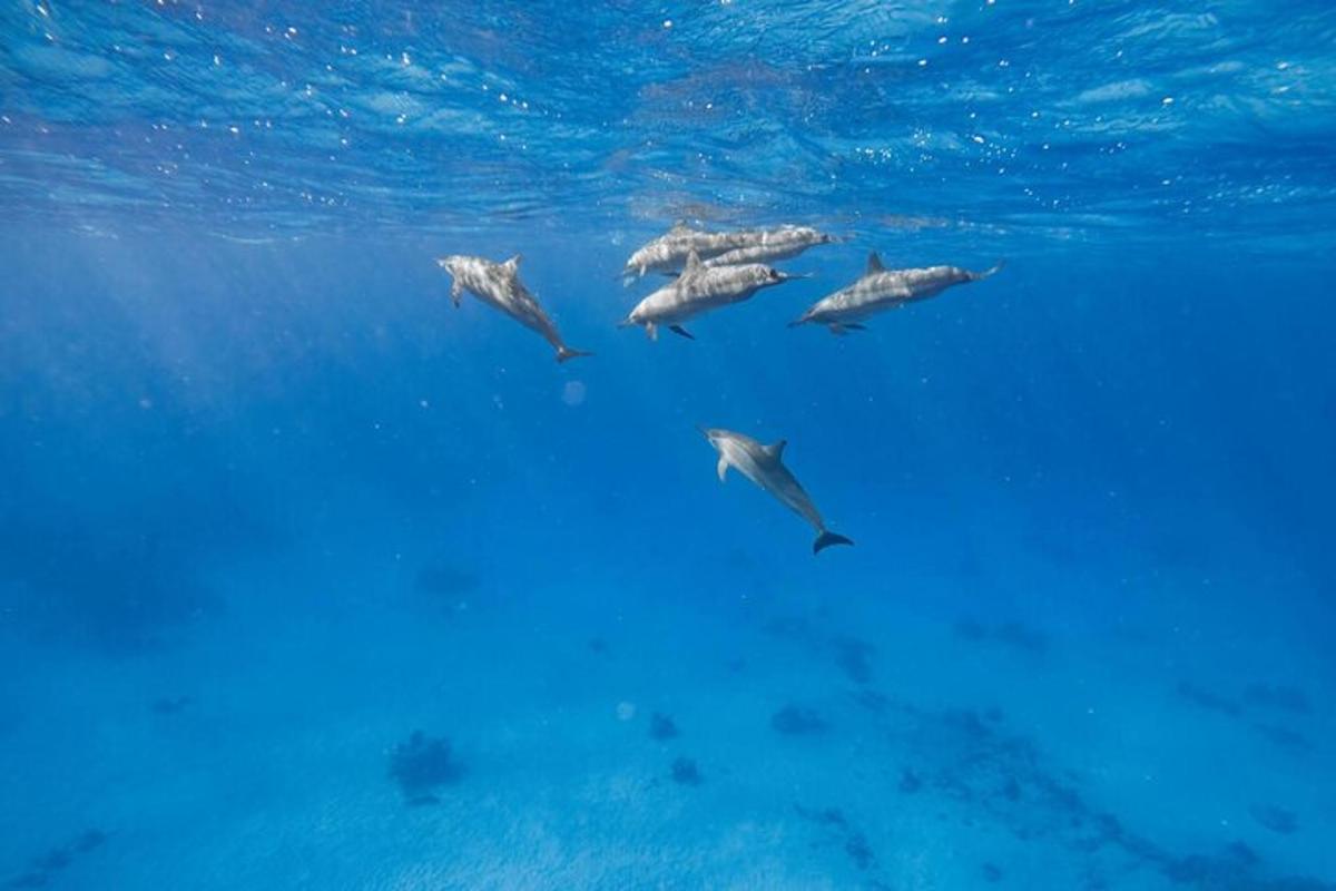un grupo de delfines nadando en el agua