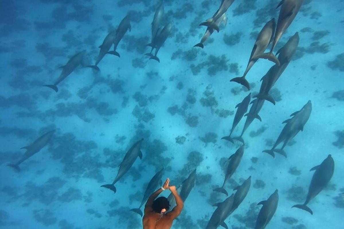 een man kijkt omhoog naar een groep dolfijnen in de oceaan