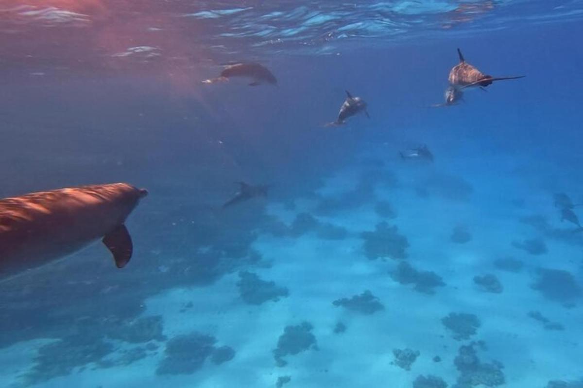 un grupo de delfines nadando en el agua