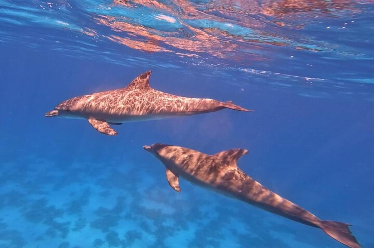 Dos tiburones ballena nadando en el agua