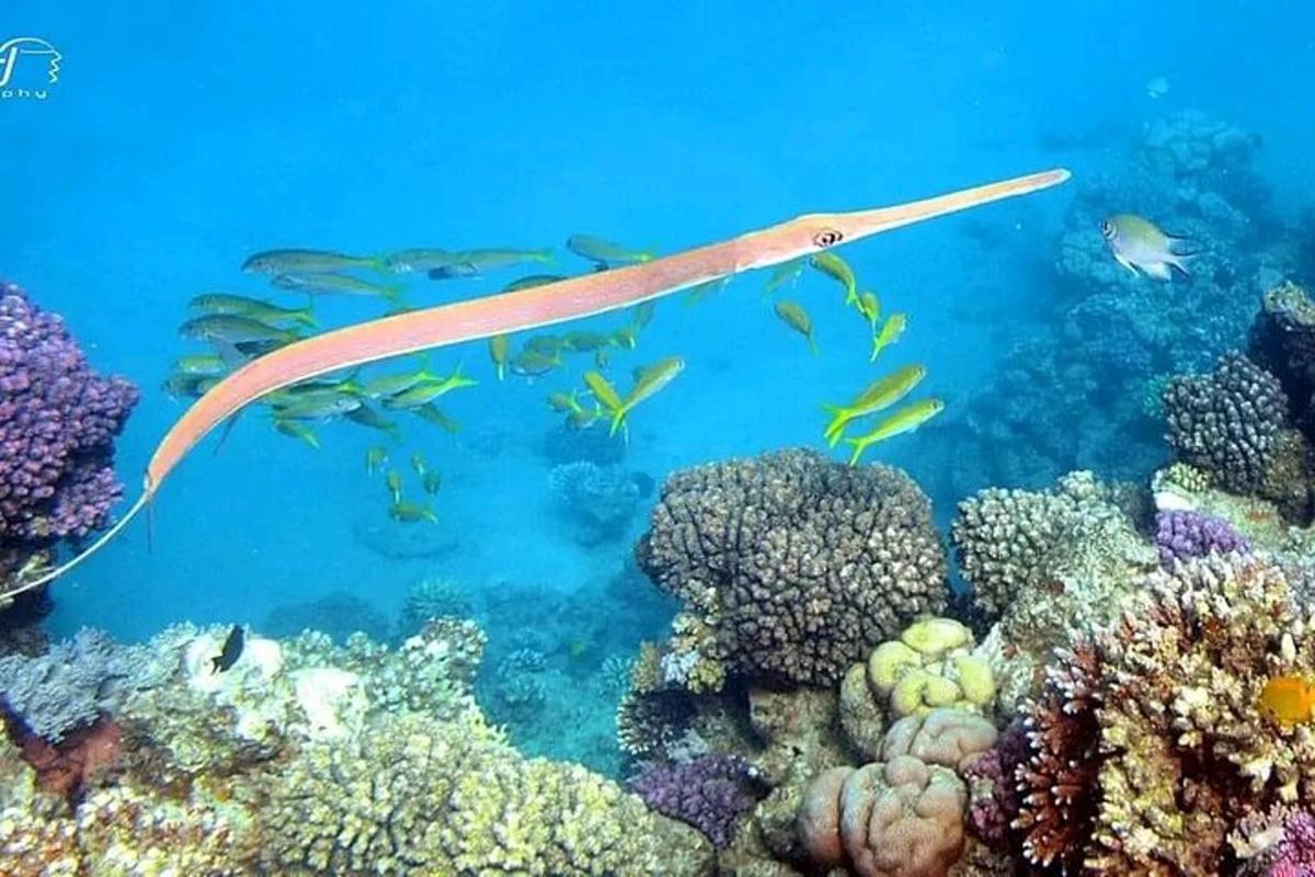 una raya nadando sobre un arrecife de coral
