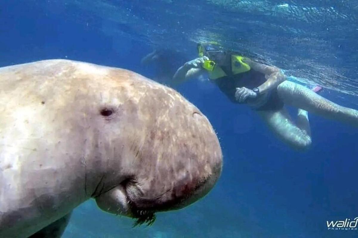 Un hombre y un tiburón ballena en el agua