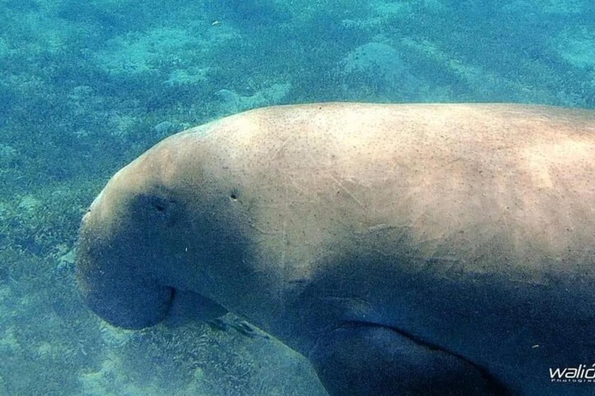 Un oso polar está nadando en el agua