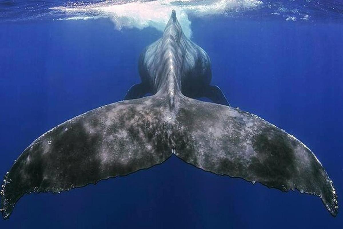 a whale shark swimming in the water