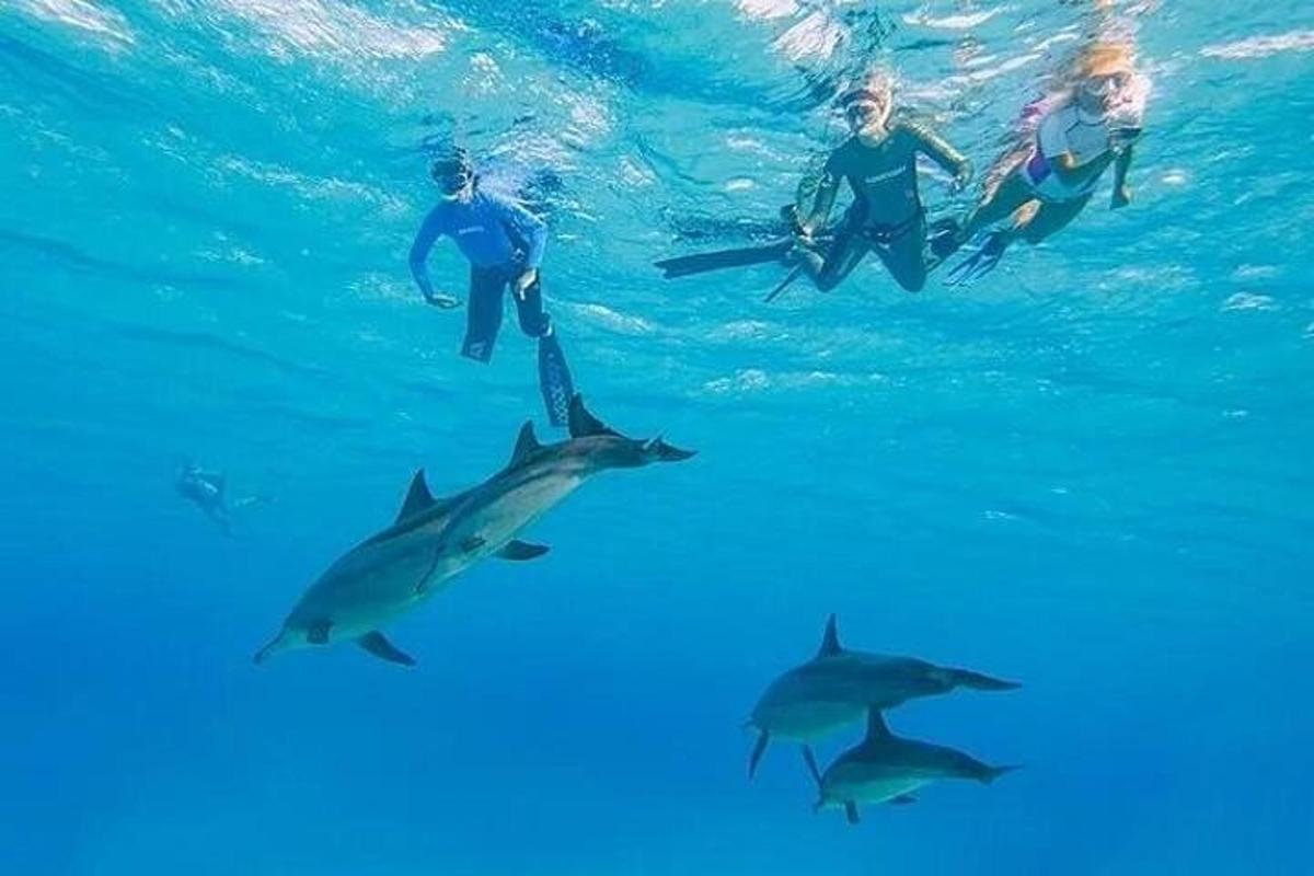 un gruppo di persone che nuotano nell'acqua con gli squali
