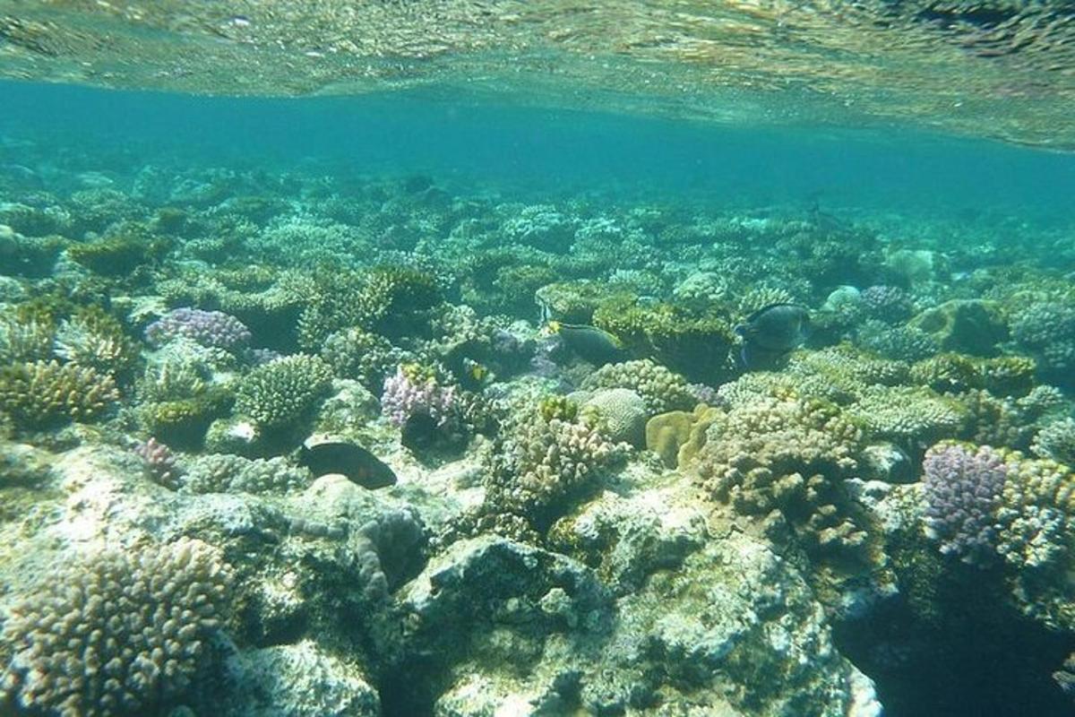 una barriera corallina nell'oceano con