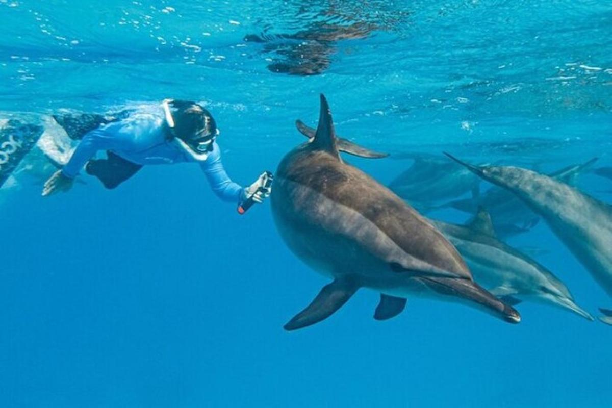 una persona in acqua con un gruppo di delfini