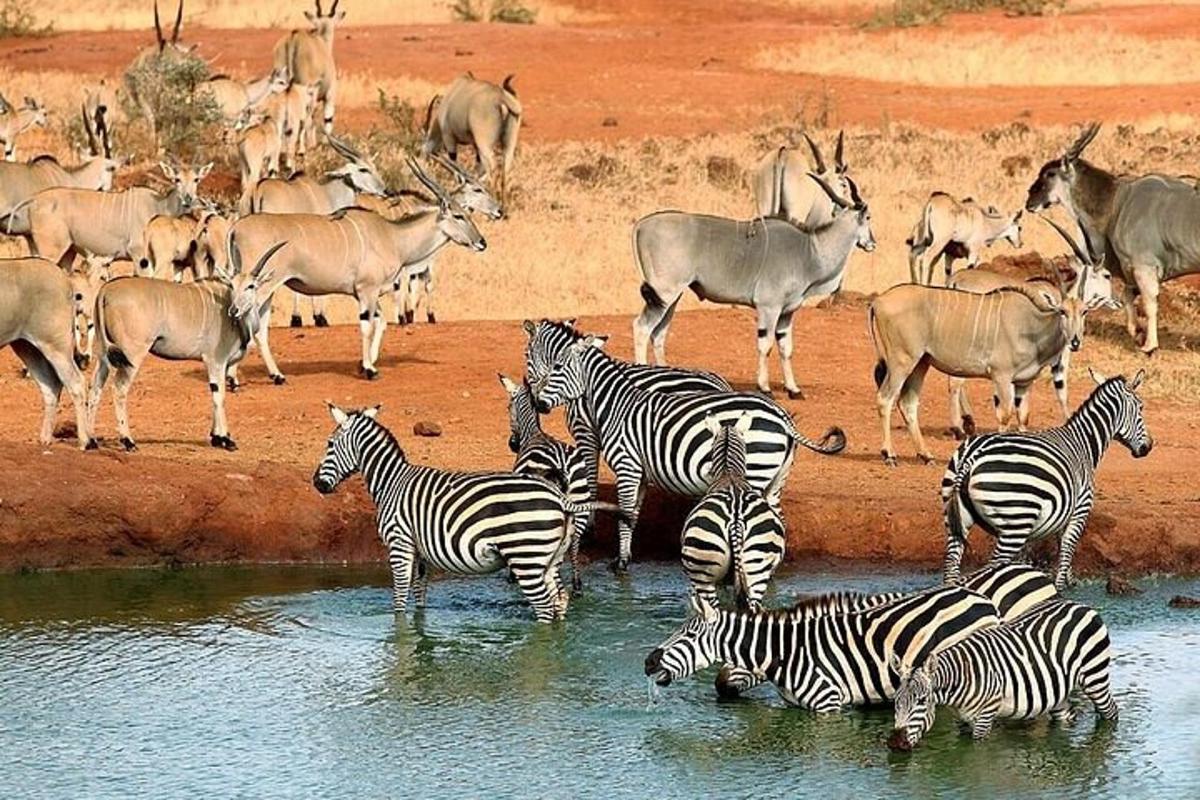 o turmă de zebre și antilope stând în apă