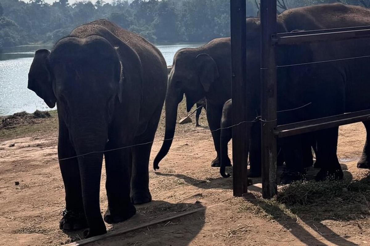 a group of elephants standing next to a fence