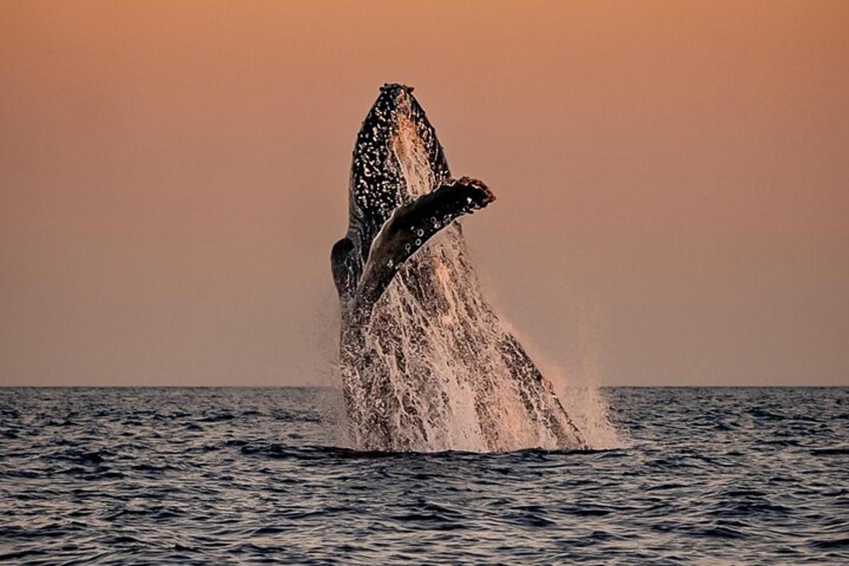 a dolphin jumping out of the water