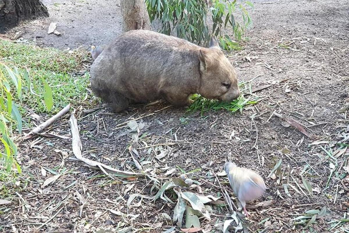 brązowy niedźwiedź leżący na ziemi i jedzący trawę