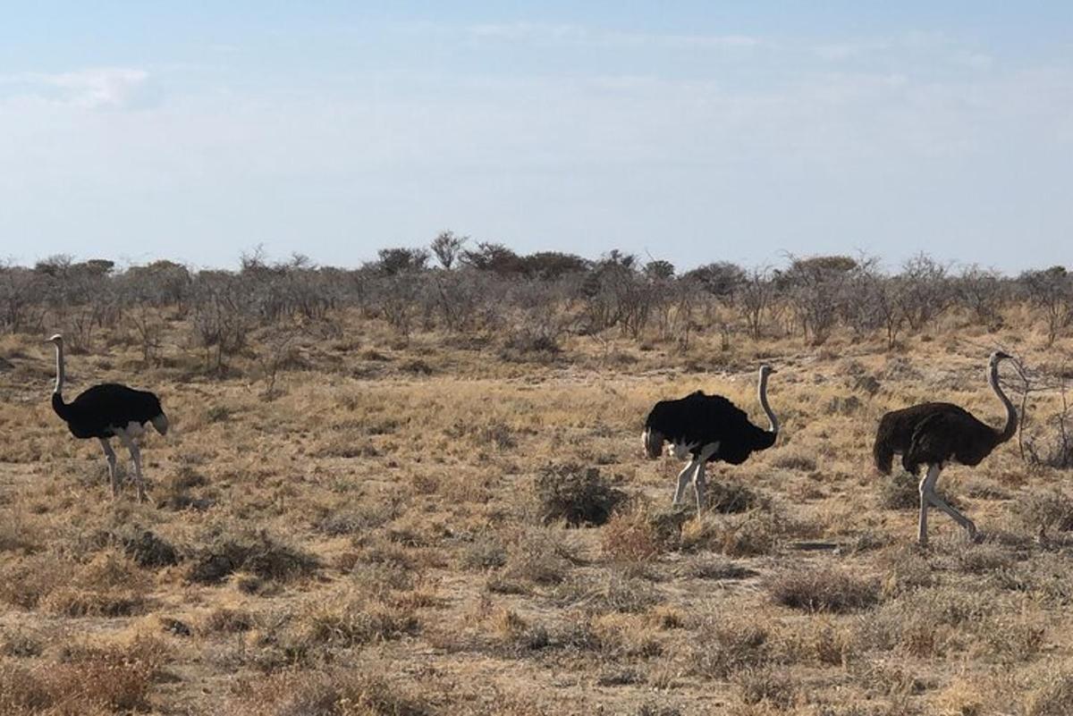 un gruppo di struzzi che camminano in un campo