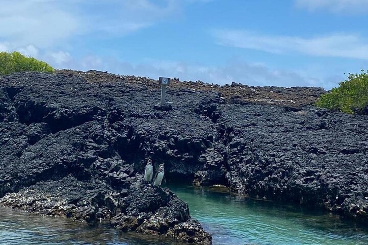 two penguins standing on rocks in a body of water