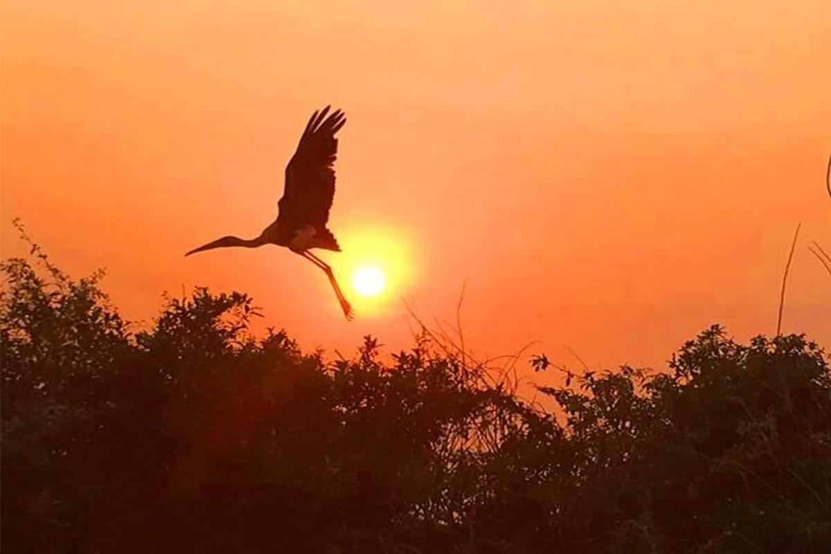 um pássaro voando em frente ao pôr do sol