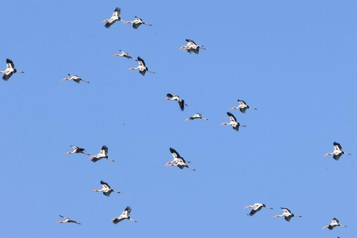 um bando de pássaros voando em um céu azul