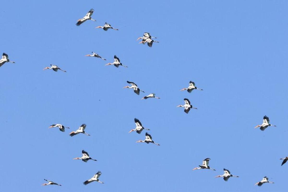 um bando de pássaros voando em um céu azul